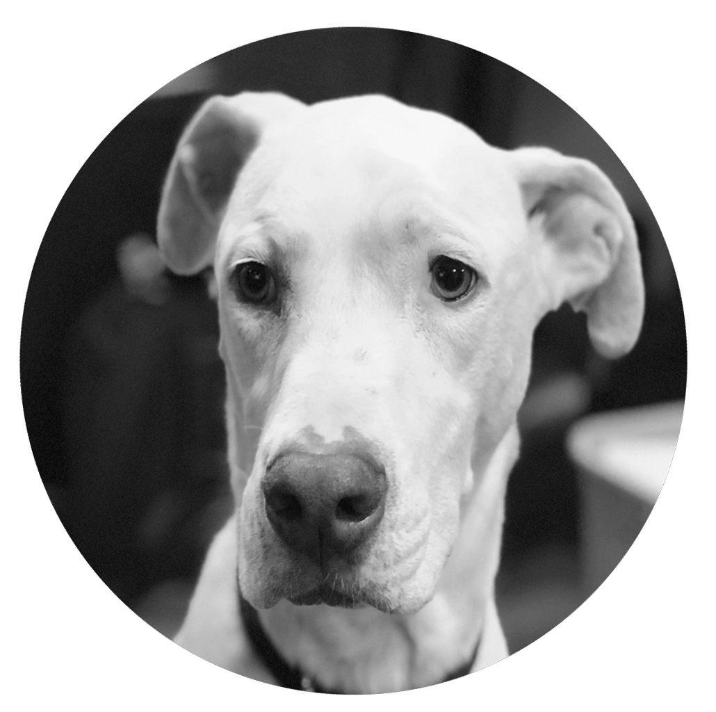 Thugge Chief Comfort and Support Giver | Spencer Walsh Law
